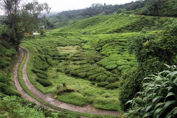 Rod nd tea plantation — Stock Photo, Image