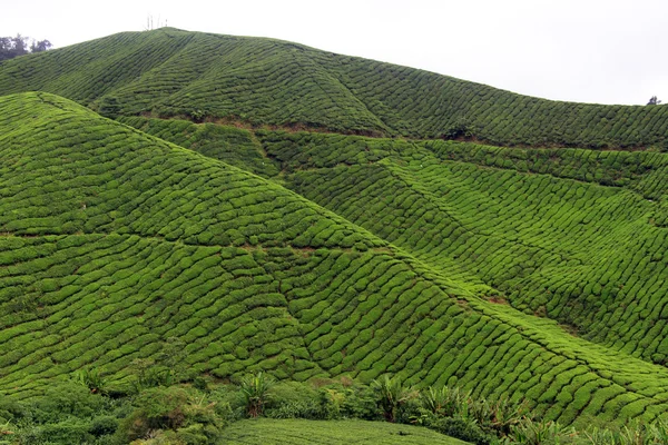 தேயிலைத் தோட்டம் — ஸ்டாக் புகைப்படம்