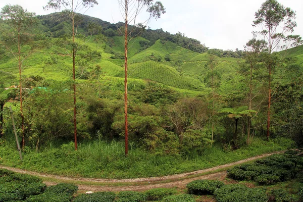 Eucalyptusbomen — Stockfoto