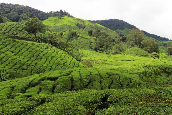 Plantación de té — Foto de Stock