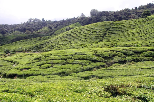 Plantación de té — Foto de Stock