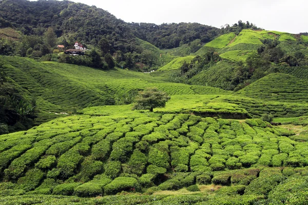 Teeplantage — Stockfoto