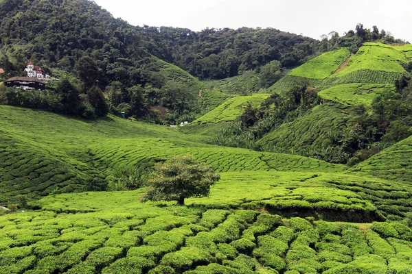 Casa e plantação de chá — Fotografia de Stock