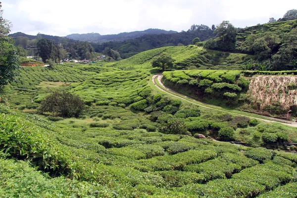 Plantación de té —  Fotos de Stock