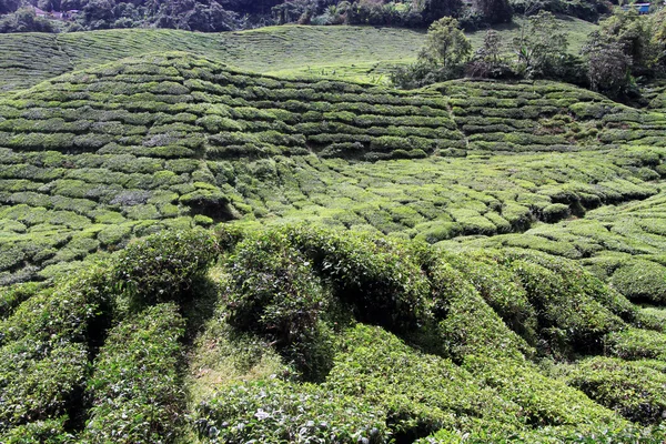 Plantación de té — Foto de Stock