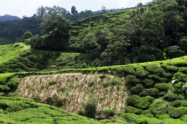 Plantación de té — Foto de Stock