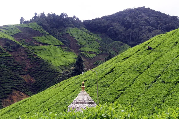 Templo e plantação de chá — Fotografia de Stock