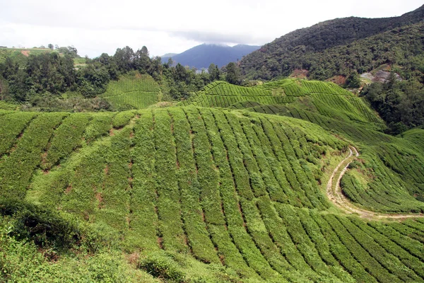 Road and plantation — Stock Photo, Image