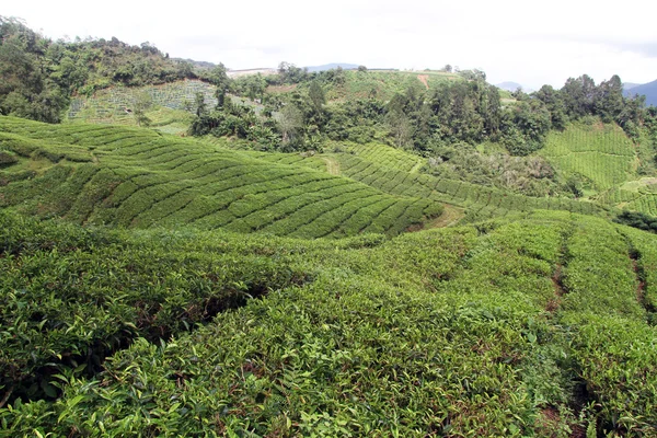 Plantación de té — Foto de Stock