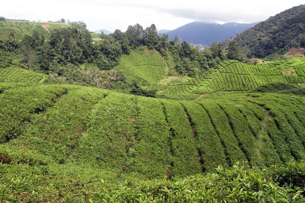 Plantación de té — Foto de Stock