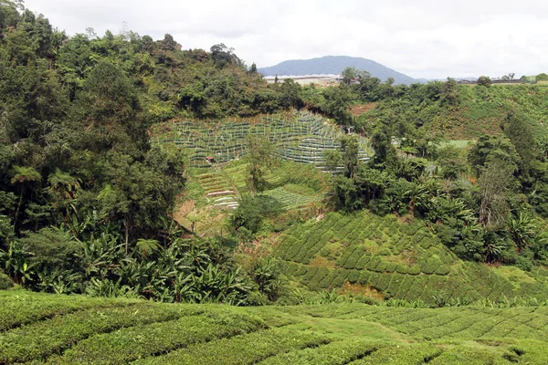 森林と紅茶 — ストック写真