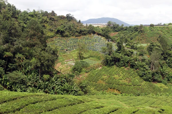 Forest and tea — Stock Photo, Image