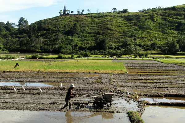 Campo de arroz —  Fotos de Stock