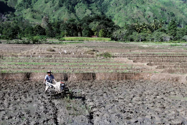 Trabalhador no campo de arroz — Fotografia de Stock