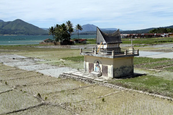 Campo de arroz — Foto de Stock