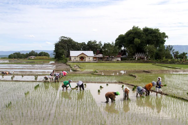 Gente en el campo de arroz —  Fotos de Stock