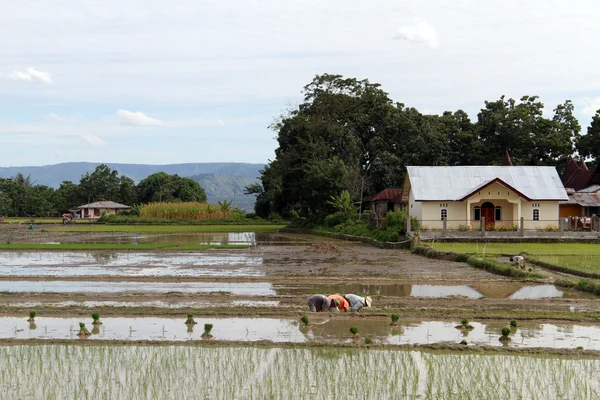 Pessoas e campo de arroz — Fotografia de Stock