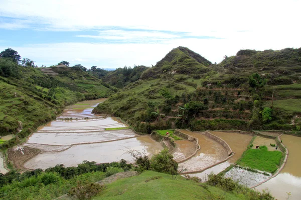 Terrazas de arroz — Foto de Stock