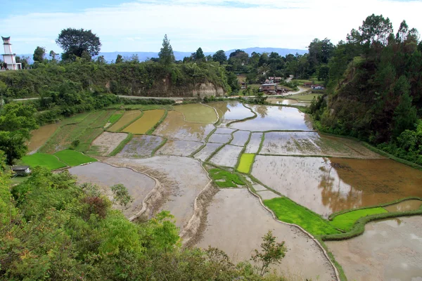 Rice terraces — Stock Photo, Image