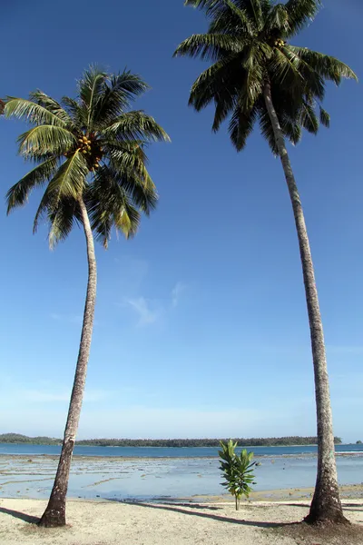 Palmbomen — Stockfoto