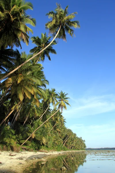 Palmbomen — Stockfoto