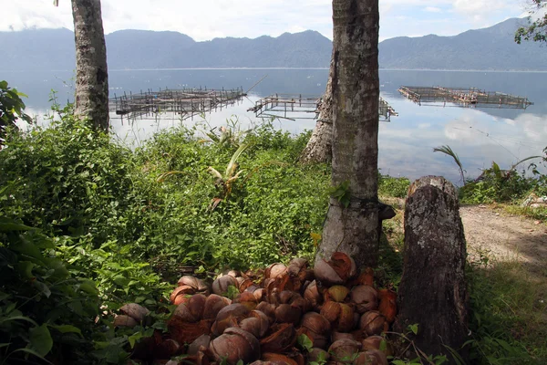 Kokosnüsse auf dem See — Stockfoto