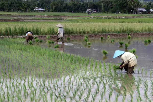 Trabajadores en el campo — Foto de Stock