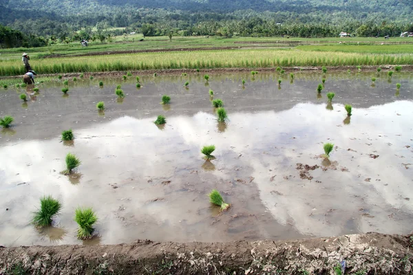 Campo de arroz —  Fotos de Stock