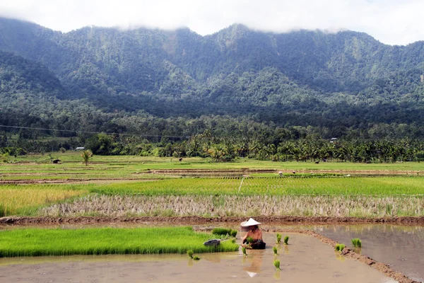 Campo de arroz —  Fotos de Stock