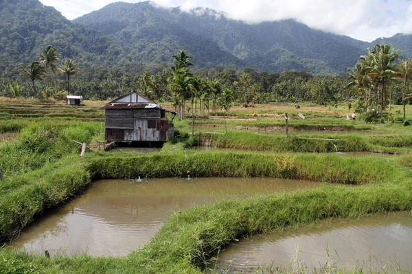 Rice fields — Stock Photo, Image