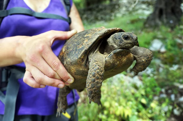 Tortuga — Foto de Stock