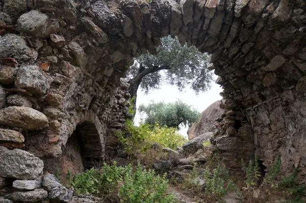 Arch and olive tree — Stock Photo, Image