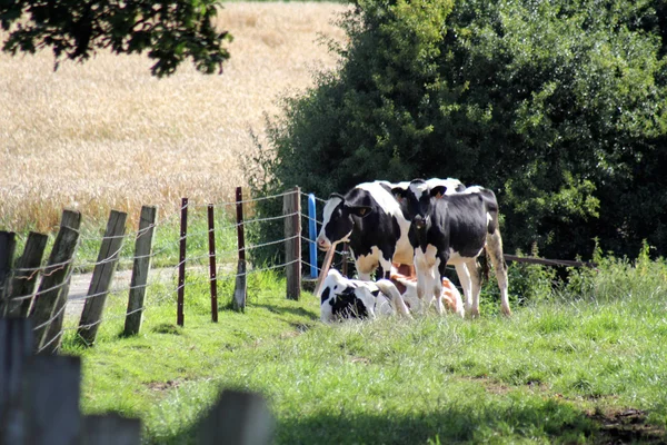 Коровы в поле — стоковое фото