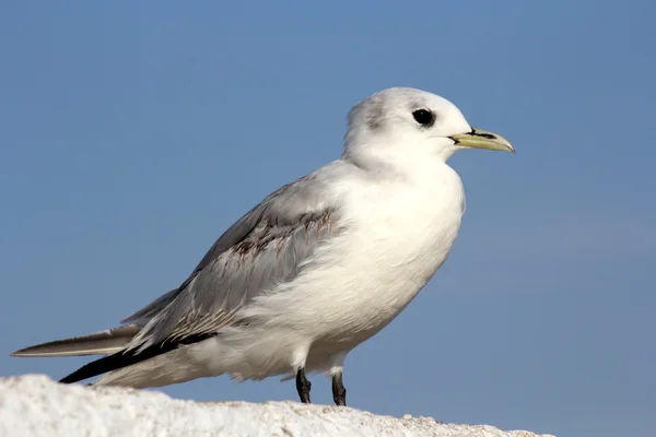 Fiskmås — Stockfoto