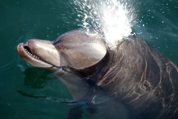 Delfinul — Fotografie, imagine de stoc