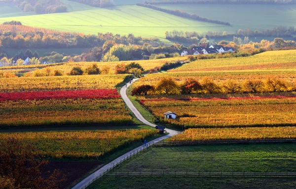 As vinhas no outono — Fotografia de Stock