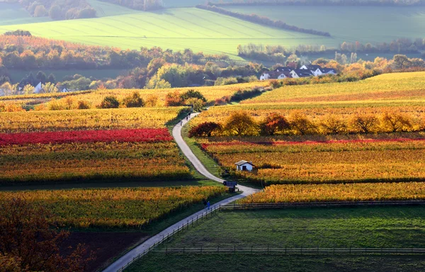 Les vignobles en automne — Photo