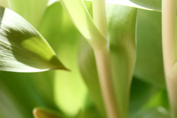 Lussureggiante verde piante sfondo — Foto Stock