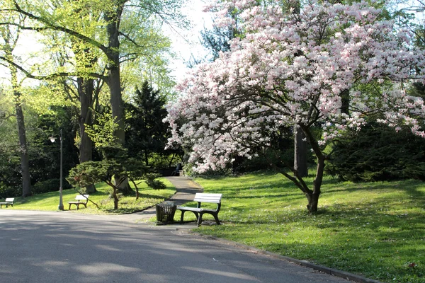 Mainz katedralen — Stockfoto