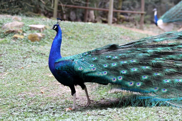 Um belo pavão — Fotografia de Stock