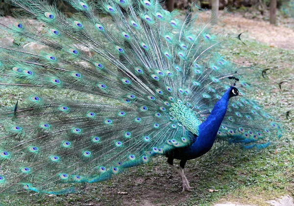 A beautiful peacock — Stock Photo, Image