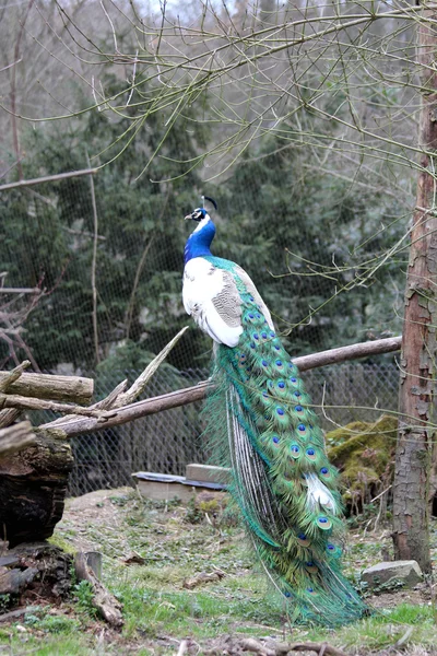 A beautiful peacock — Stock Photo, Image