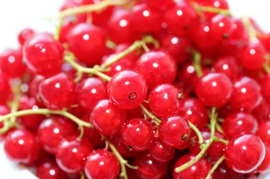 Kırmızı kuş üzümü arka plan