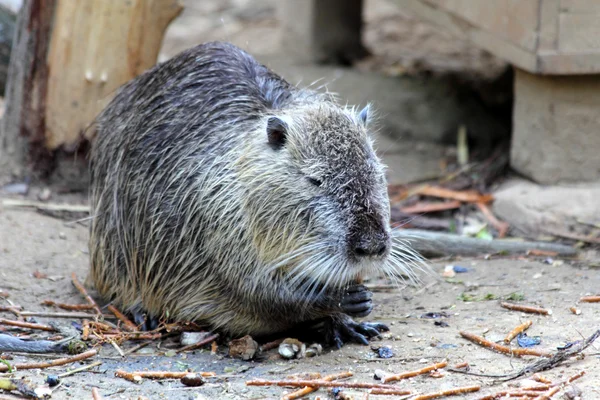 Coypu or nutria — Stock Photo, Image