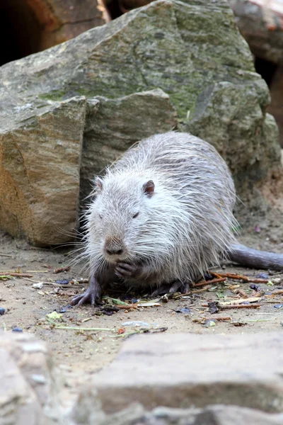 Sumpbäver eller nutria — Stockfoto