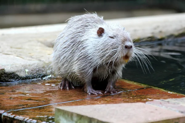 Nutria lub nutrii — Zdjęcie stockowe