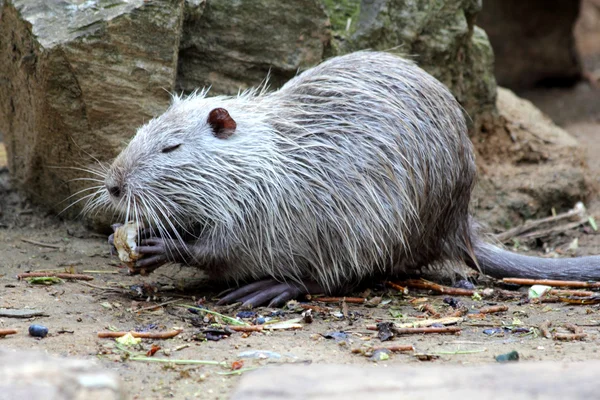 Sumpbäver eller nutria — Stockfoto