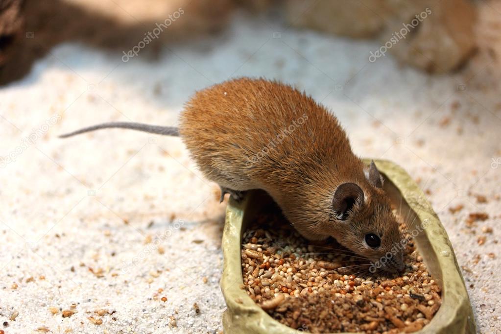 Golden Spiny Mouse