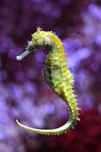 Caballo de mar amarillo — Foto de Stock