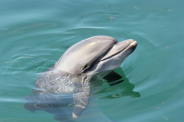 Δελφίνι — Φωτογραφία Αρχείου